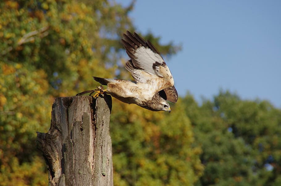 brown and white near tree, bird, raptor, buzzard, flight, start HD wallpaper