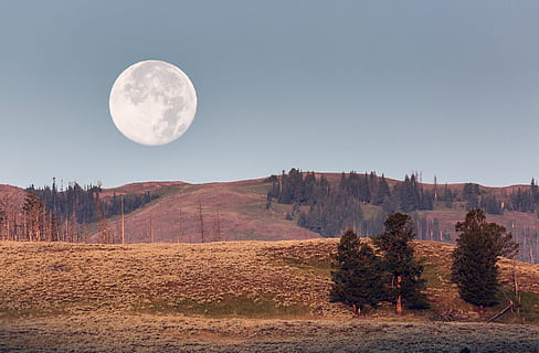 plants during night, moonset, dawn, landscape, sky, national park HD wallpaper