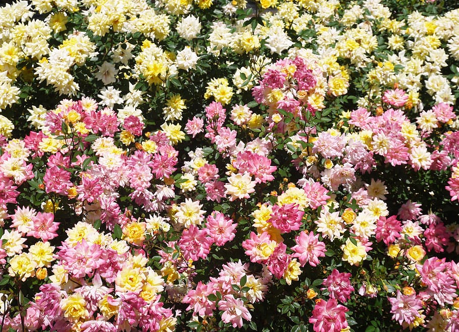 rose, yellow, pink, flowering plant, beauty in nature, fragility HD wallpaper