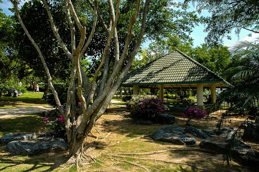 Tree Roots, Hut, house, tropical climate, outdoors, built structure HD wallpaper