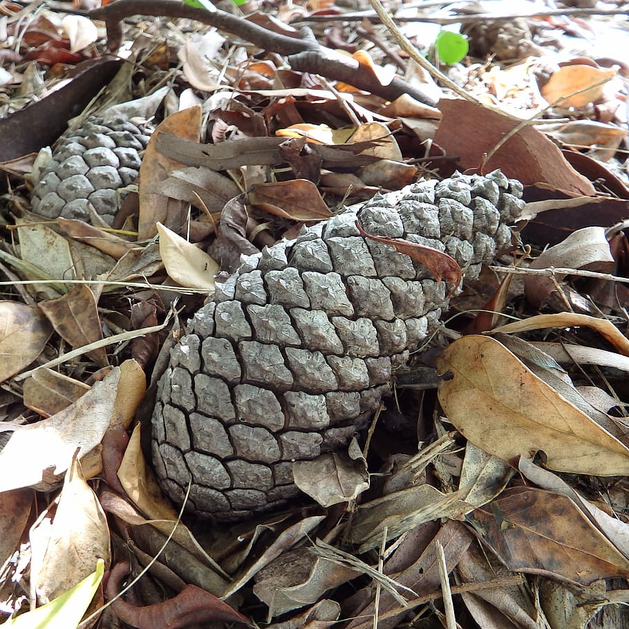 pine cone, garden, nature, season, natural, flora, botany, tree HD wallpaper