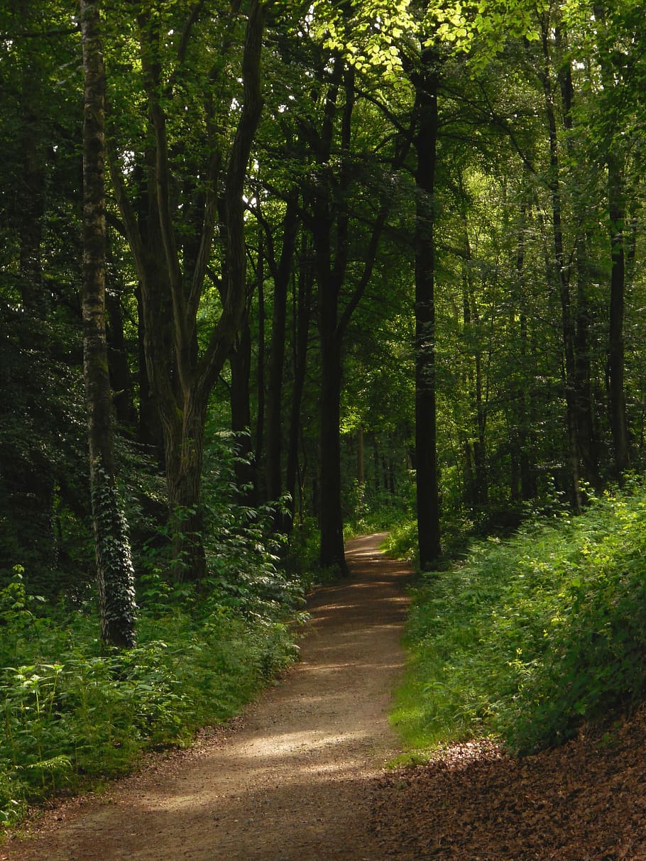 forest, away, nature, trees, summer, seasons, heat, light, borken HD wallpaper