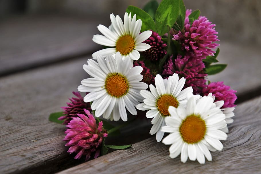 white daisies and pink clover flowers on brown surface, spring HD wallpaper
