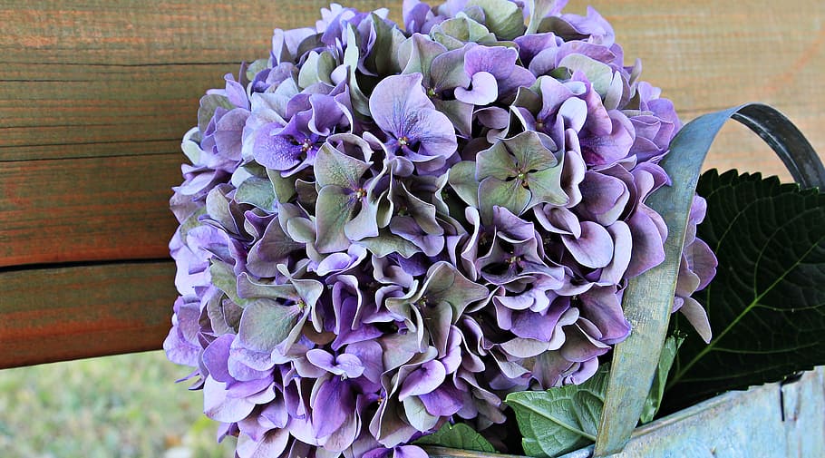 purple and green petaled flowers, hydrangea, blossom, bloom HD wallpaper