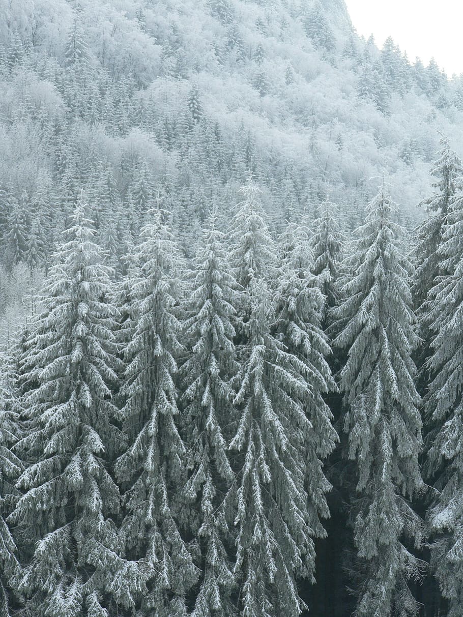 frost, winter, nature, tree, cold temperature, plant, snow HD wallpaper