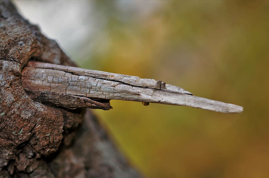 tree, natur, natural, tree branches, summer, nature abstract HD wallpaper