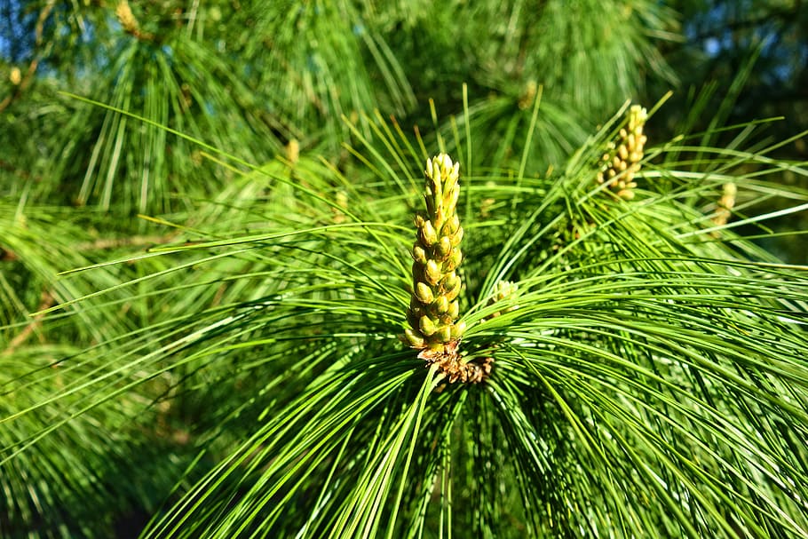 pine, conifer, tree, branch, pinus wallichiana, blue pine, himalayan pine HD wallpaper