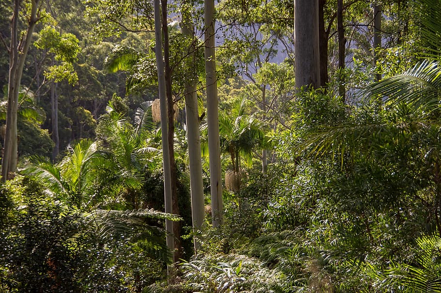 rain forest, gum trees, eucalypts, palms, green, native, understorey, HD wallpaper