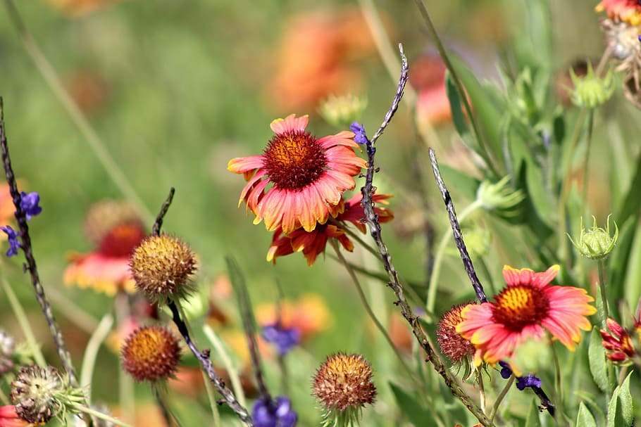wild flowers, spring, nature, flowering plant, growth, beauty in nature HD wallpaper