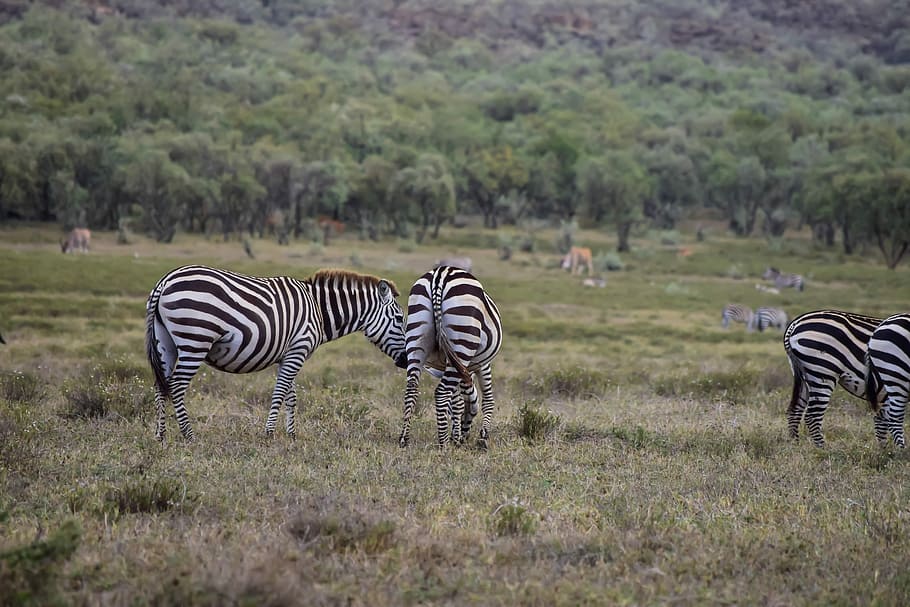 Zebras, Grazing, Kenya, striped, animals in the wild, animal wildlife HD wallpaper