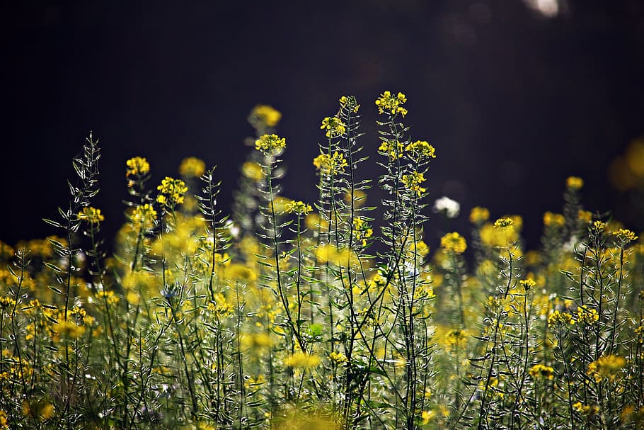 blossom, bloom, mustard, bees, zwischensaat, field, flower meadow, HD wallpaper