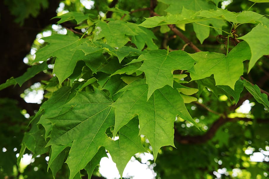 Maple, Leaves, Tree, Branch, Closeup, nature, greens, plant HD wallpaper