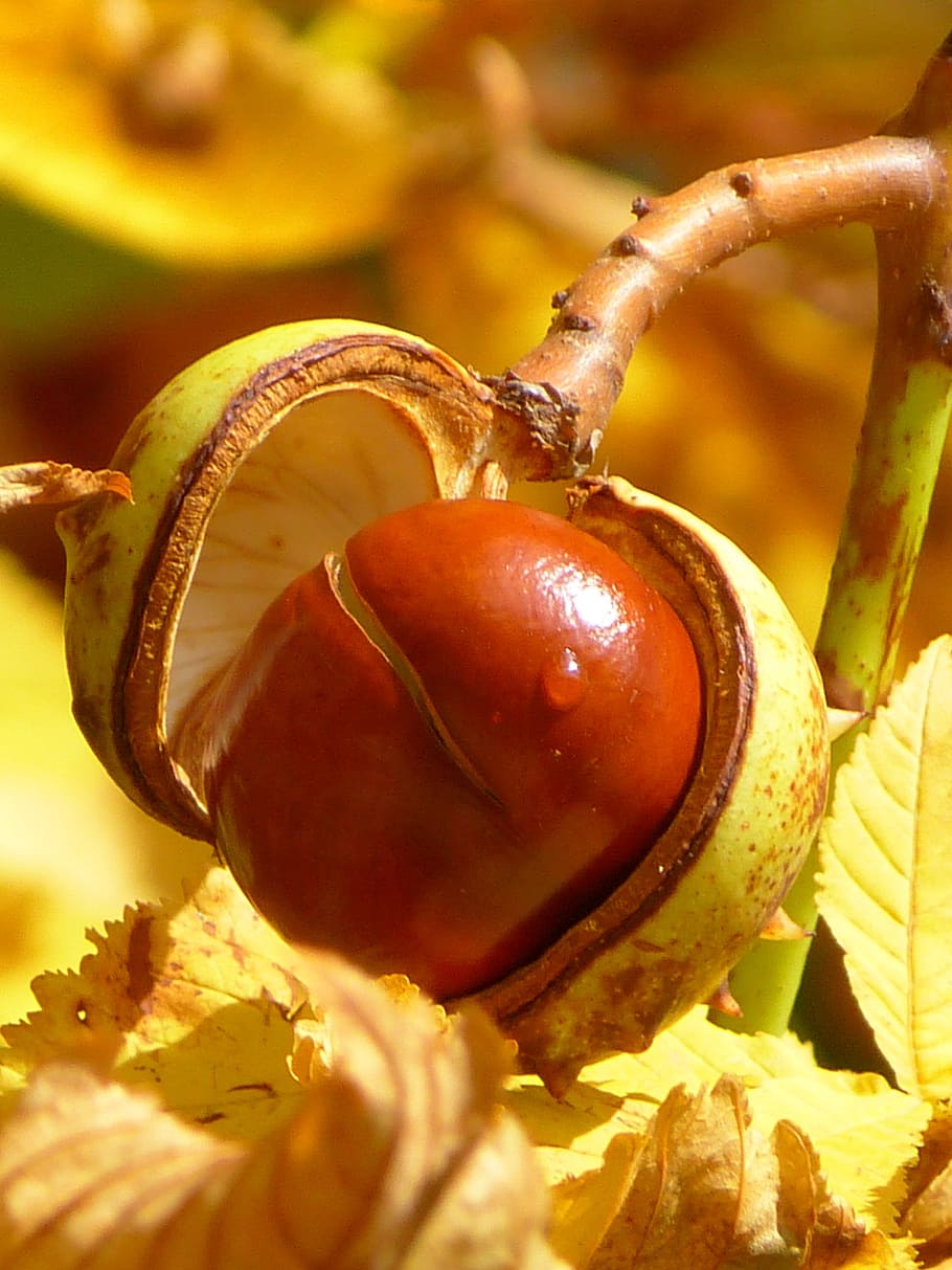 Chestnut, Fruit, Tree, chestnut fruit, sleeve, brown, buckeye HD wallpaper