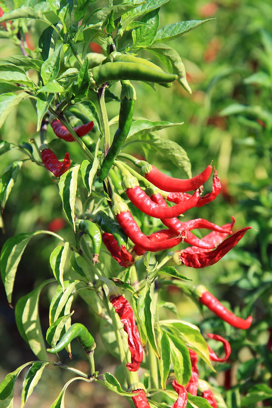 30k+ Red Chilli Pictures | Download Free Images on Unsplash