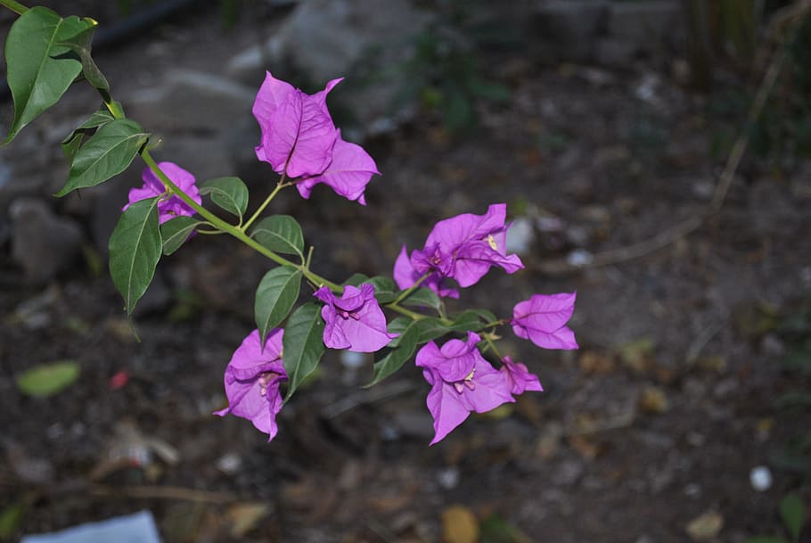 flower, buganbilia, branch, flowering plant, beauty in nature HD wallpaper