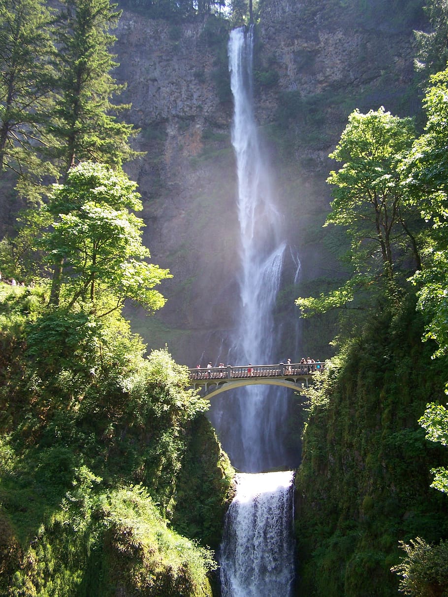waterfall, bridge, multnomah, multnomah falls, tree, plant HD wallpaper