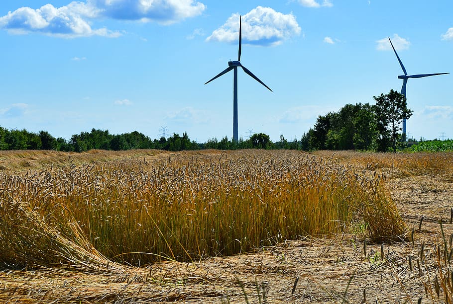 cereals, grain, field, fuel and power generation, environment HD wallpaper