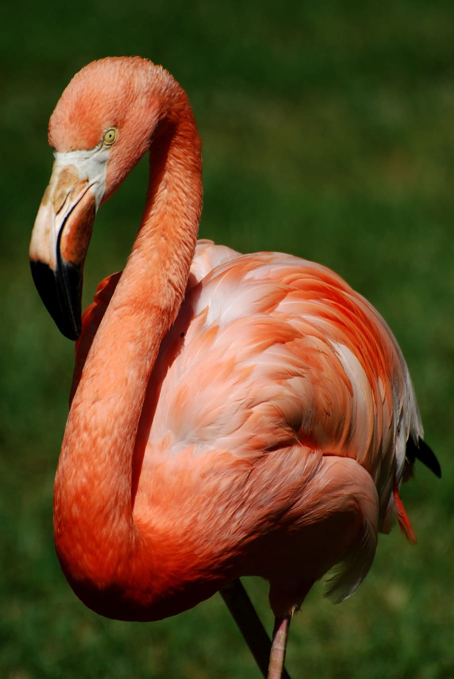 pink flamingo, bird, stately, poultry, animal themes, animal wildlife HD wallpaper