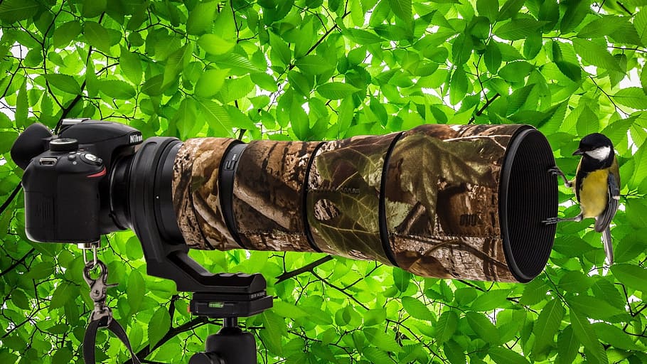 focus, tele, lens, tit, bird, funny, camera, telephoto lens HD wallpaper