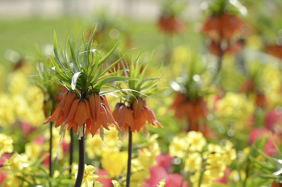 spring, flowers, plant, hall, spring flower, yellow, orange HD wallpaper