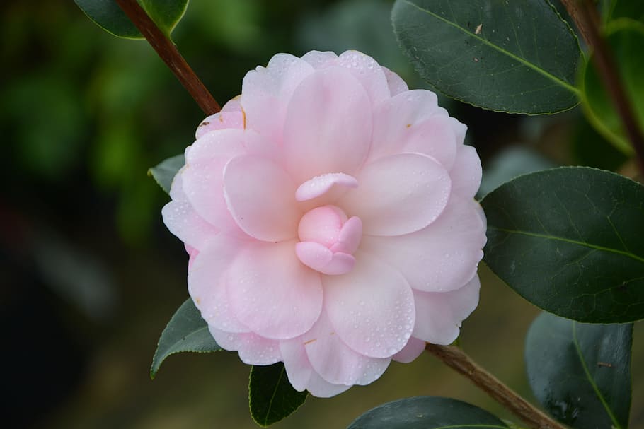 closeup photography of pink camellia rose, flower, flower pale pink