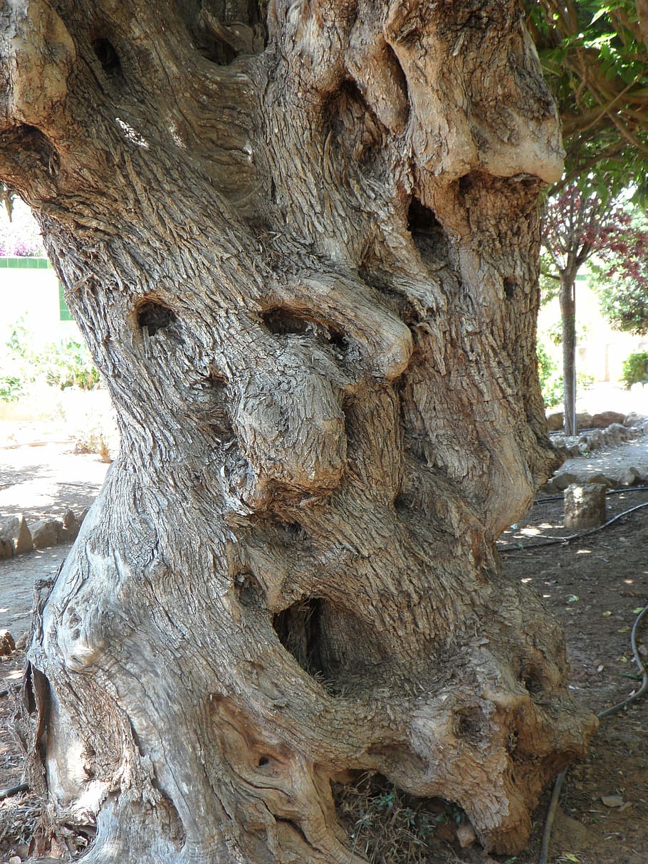 tribe, olive tree, old, gnarled, wood, log, old tree, structure HD wallpaper