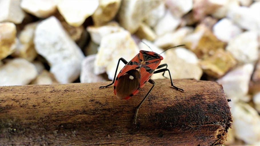 nature, insect, petit, macro, animal themes, invertebrate, animal wildlife HD wallpaper
