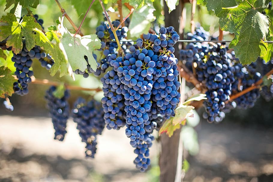 blueberry fruits, purple grapes, vineyard, napa valley, napa vineyard