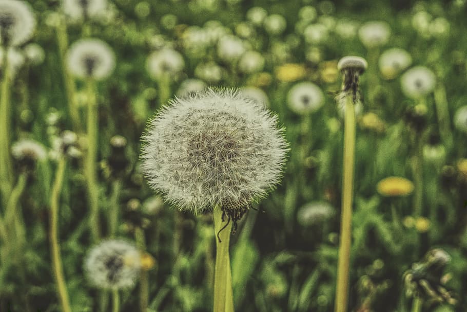 dandelion, meadow, spring, common dandelion, pointed flower HD wallpaper