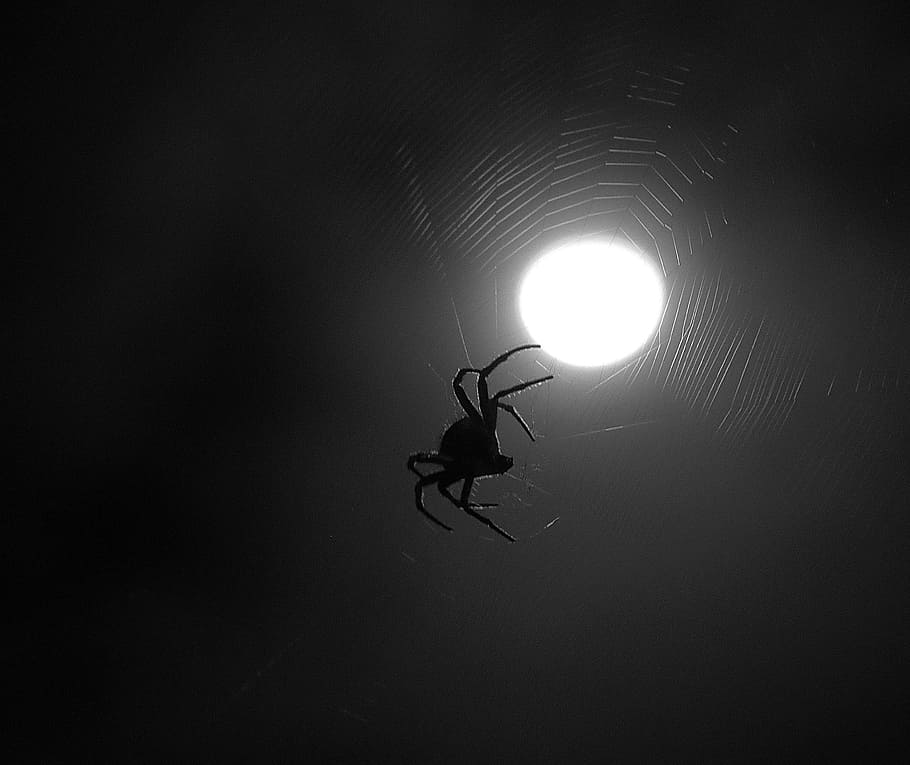insect, spider, moon, night, invertebrate, animal themes, animal wildlife HD wallpaper