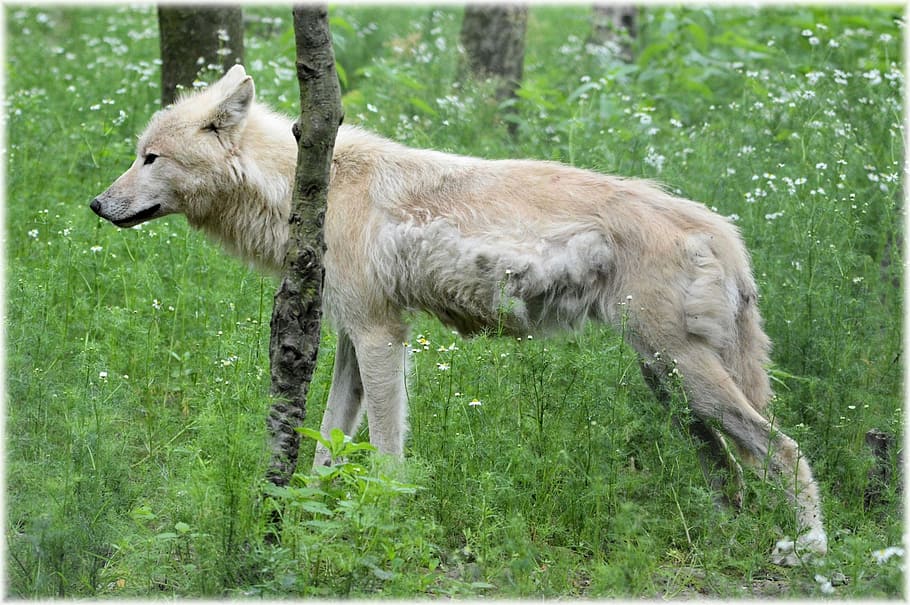 Predator, European Wolf, Gray, Wool, gray wool, white wolf HD wallpaper