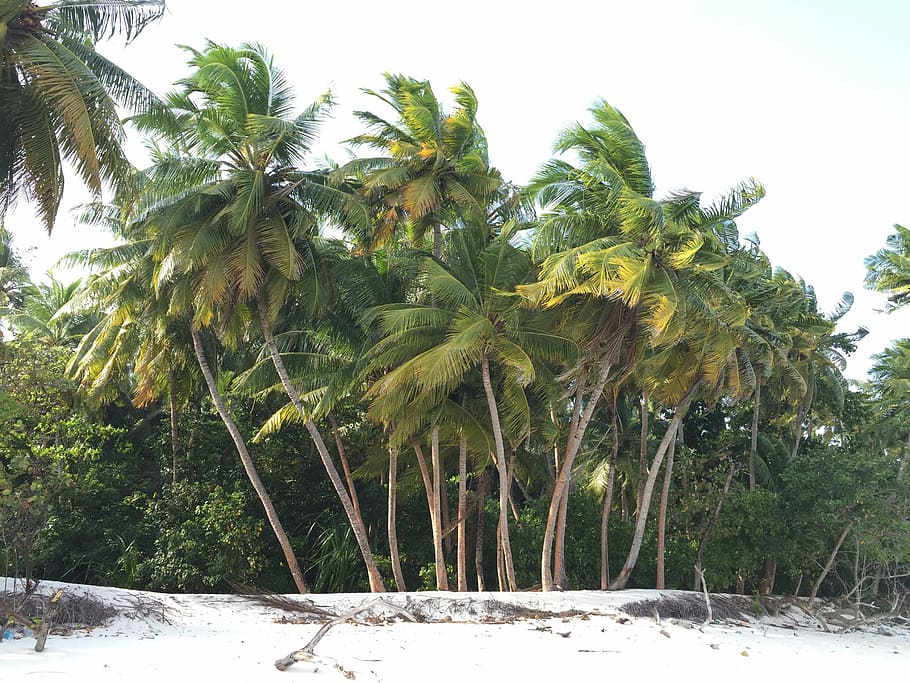 green leafed tree on side of beach, palm trees on beach side HD wallpaper