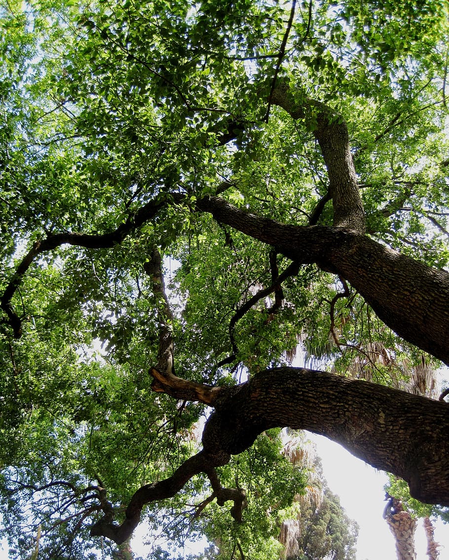 tree, huge, high, strong, dense, shade, thick branches, bark HD wallpaper