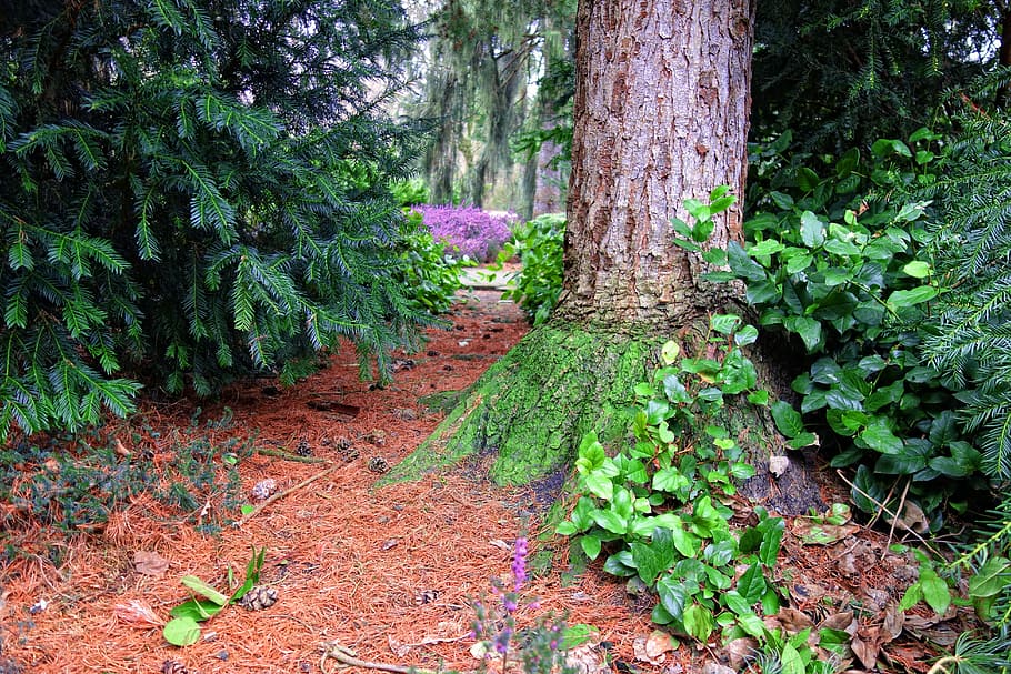 conifer, pine tree, needles, cone, trunk, foliage, heather HD wallpaper