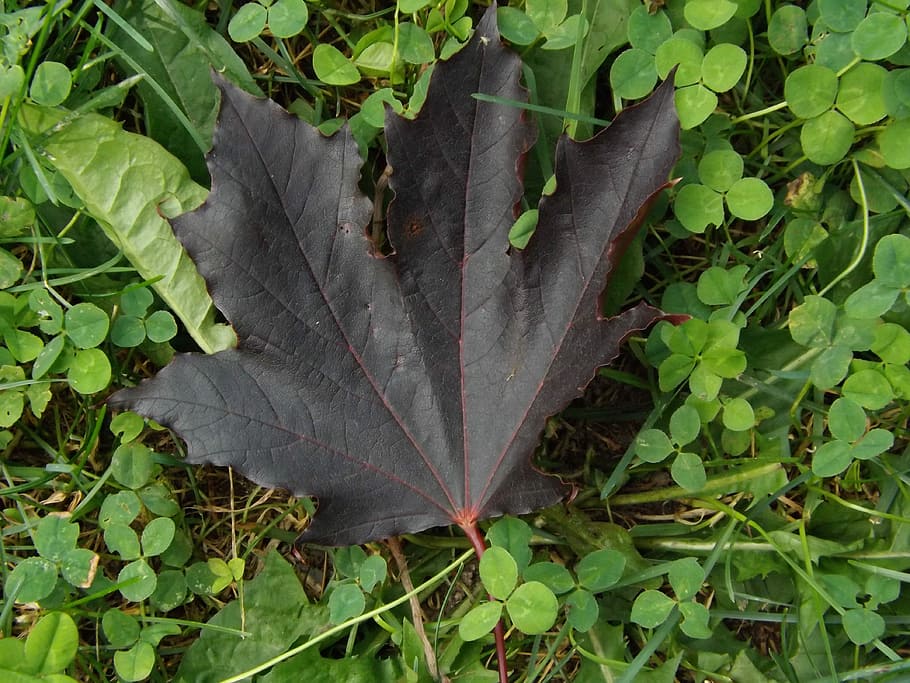 Maple, Leaf, Nature, Clover, summer, meadow, wild plant, forest HD wallpaper
