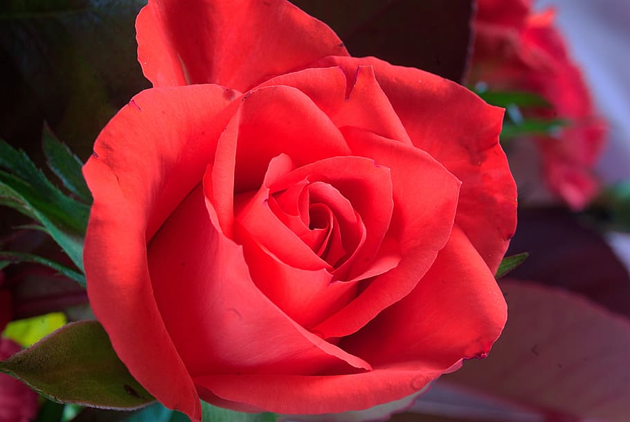 red, rose, flower, fresh, petal, nature, romantic, floral, close up HD wallpaper