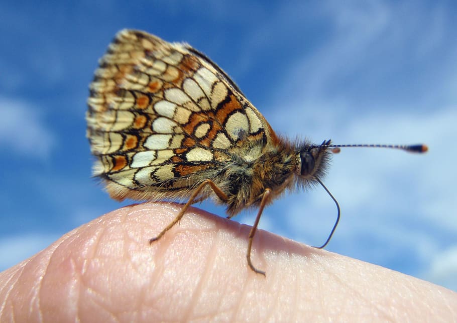 butterfly, small, hand, rest, break, finger, sky, close, one animal HD wallpaper