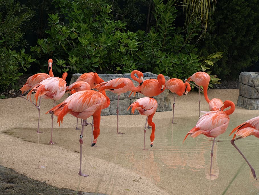 everglades, florida, flamingos, fauna, animals in the wild