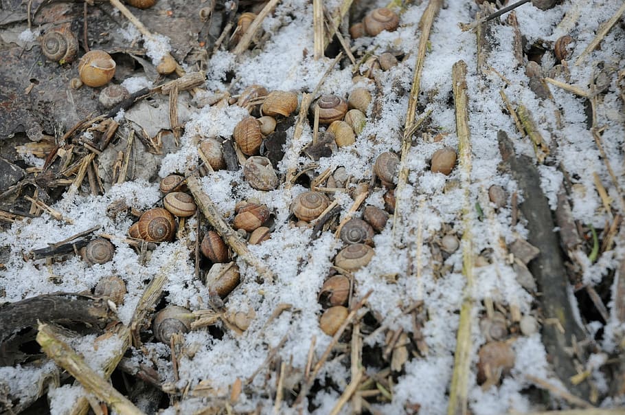 snow, snails, shell, ground, forest, brown, white, wintry, winter HD wallpaper