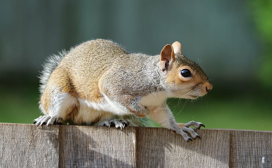 brown squirrel on wooden fence during daytime, grey, fur, cute HD wallpaper