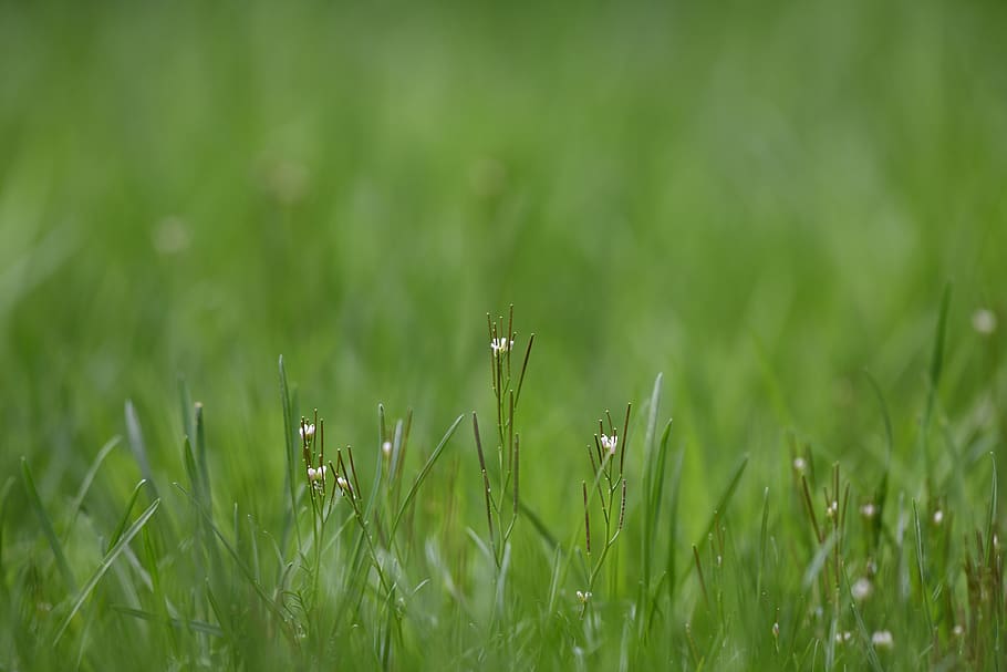 flower, grass, nature, meadow, spring, plant, green color, growth HD wallpaper