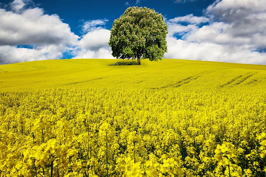 bed of yellow flowers, spring, rape blossom, field of rapeseeds
