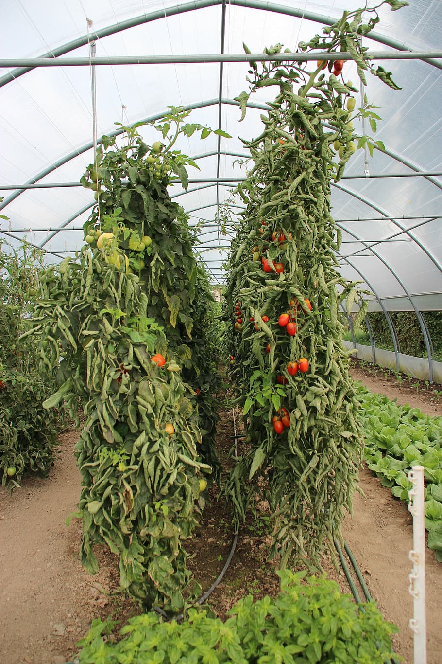tomato, tomatoes, red, vine, ripe, plant, growing, garden, green house HD wallpaper