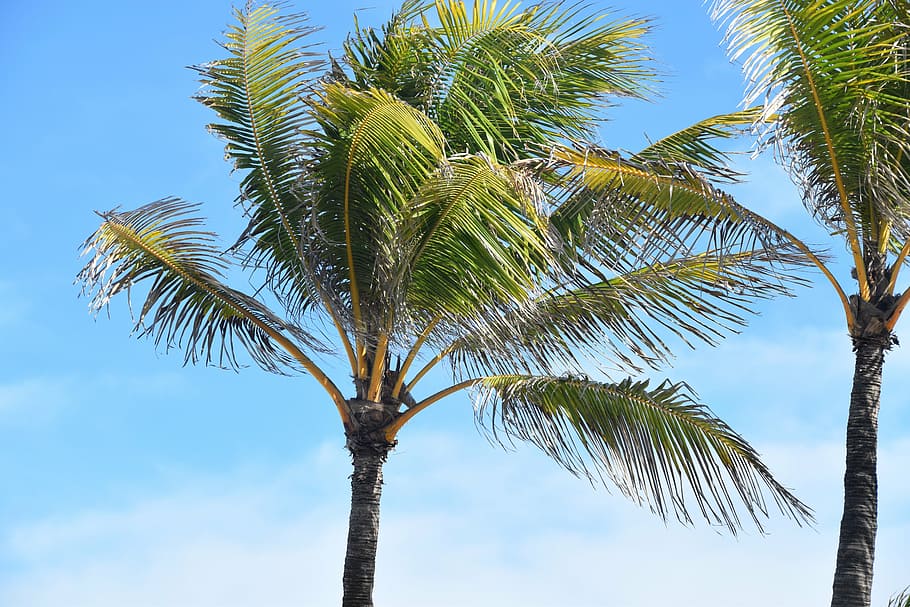 palm tree, tropical, vacation, sky, summer, travel, paradise HD wallpaper
