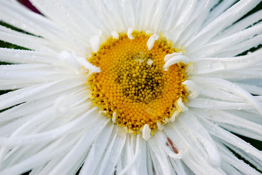 flower, sun, nature, macro, yellow, white, flowering plant HD wallpaper