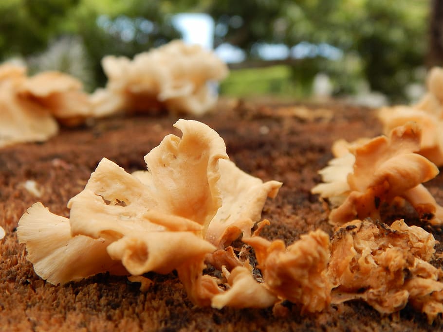 Nature, Tree, Natural, Forest, environment, flora, mushroom HD wallpaper