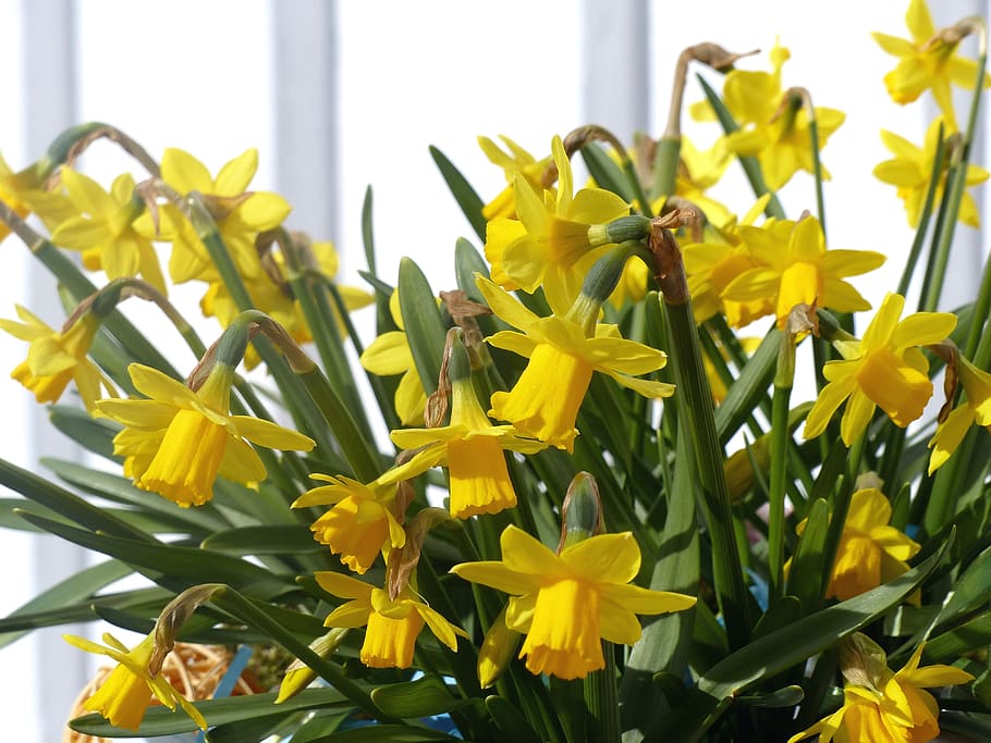 easter lilies, spring, yellow, wall, garden, flowering plant HD wallpaper