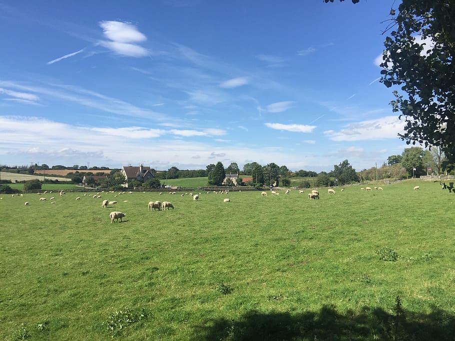 the flock, ranch, meadow, grass, peace, yang, sky, landscape HD wallpaper