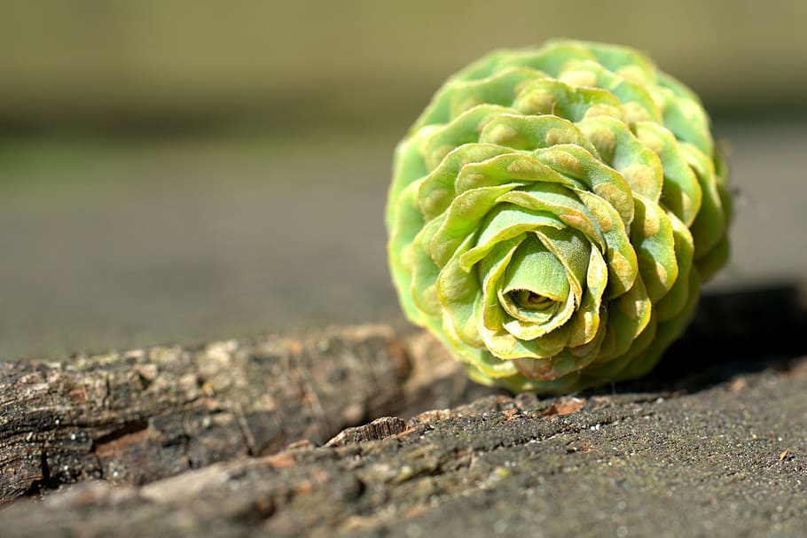 green petaled flower on gray pavement, pine cones, fir, tree HD wallpaper