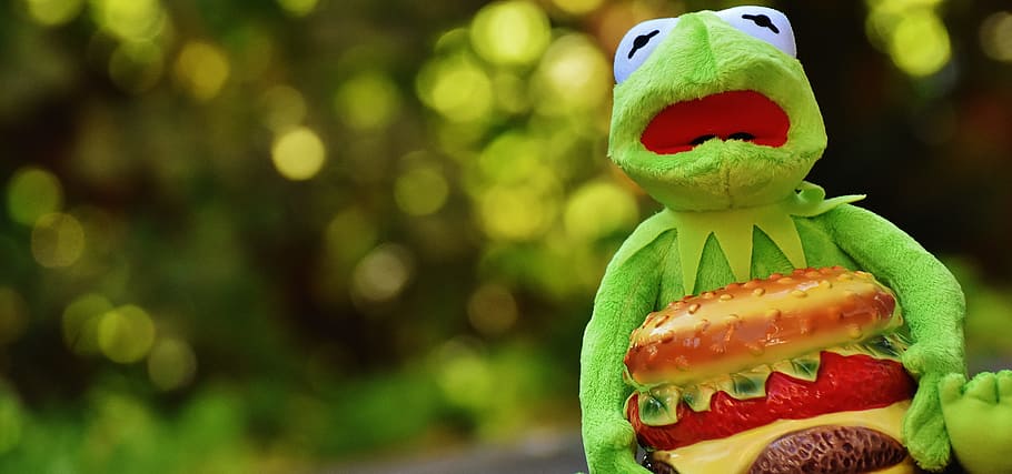 Kermit, Frog, Cheeseburger, Hamburger, funny, animal, stuffed animal HD wallpaper